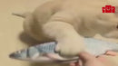 Brinquedo para Gato Recarregável USB – Peixe de Pelúcia com Movimento e Sensor de Toque